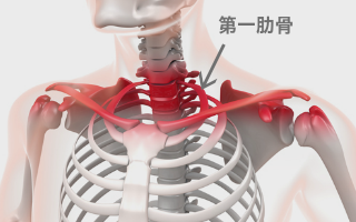 第一肋骨
